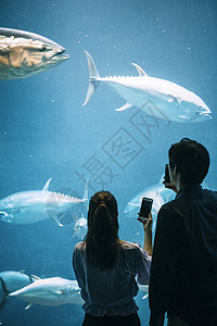 双人异夫妇海洋水族馆夫妇图片