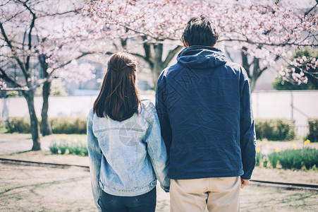 人物约会情侣樱花春天夫妇夫妇图片