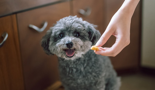 给可爱的宠物狗喂食物高清图片