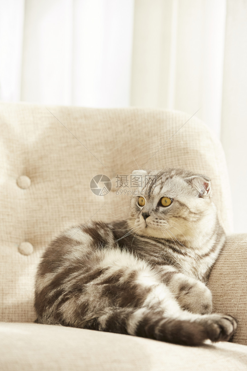 坐在沙发上的宠物猫咪图片