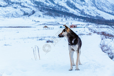 狗雪地雪地上的狗背景
