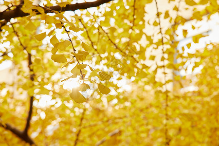 秋冬城市秋天的银杏树叶背景