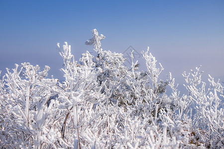 冬天雪松雪景图片