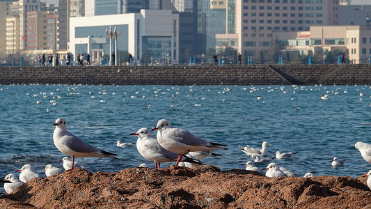 青岛栈桥冬季的海鸥图片