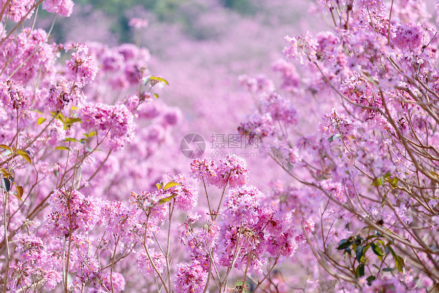 春天粉色浪漫紫色风铃花图片