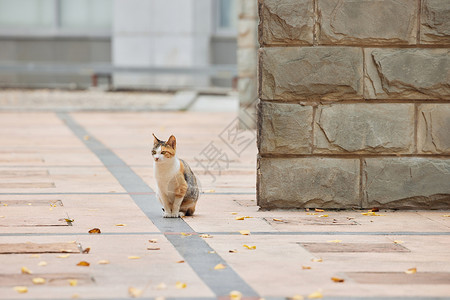 落叶下猫咪校园里的流浪猫背景