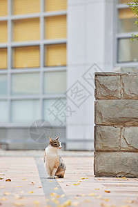 落叶下猫咪校园里的流浪猫背景