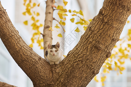 落叶下猫咪校园里的流浪猫背景