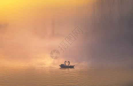 湿地野生动物天鹅背景图片