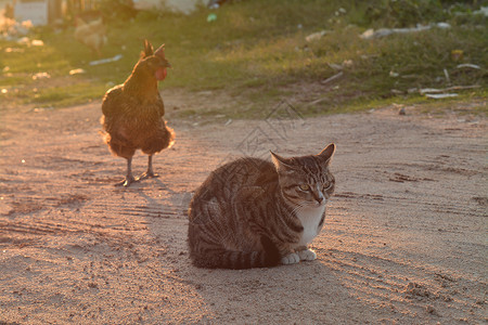 看夕阳猫素材乡间田园夕阳下晒着太阳的鸡和狸花猫背景