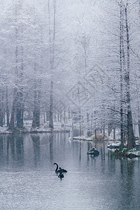 南京钟山燕雀湖雪景与天鹅图片