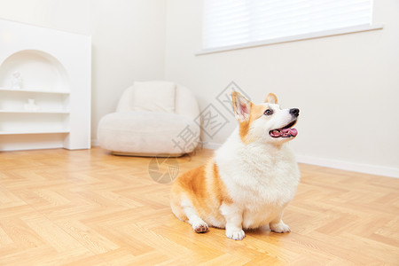 可爱的宠物柯基犬犬类高清图片素材