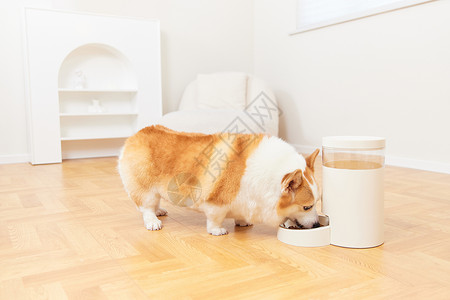 狗狗吃使用自动喂食机吃狗粮的柯基犬背景