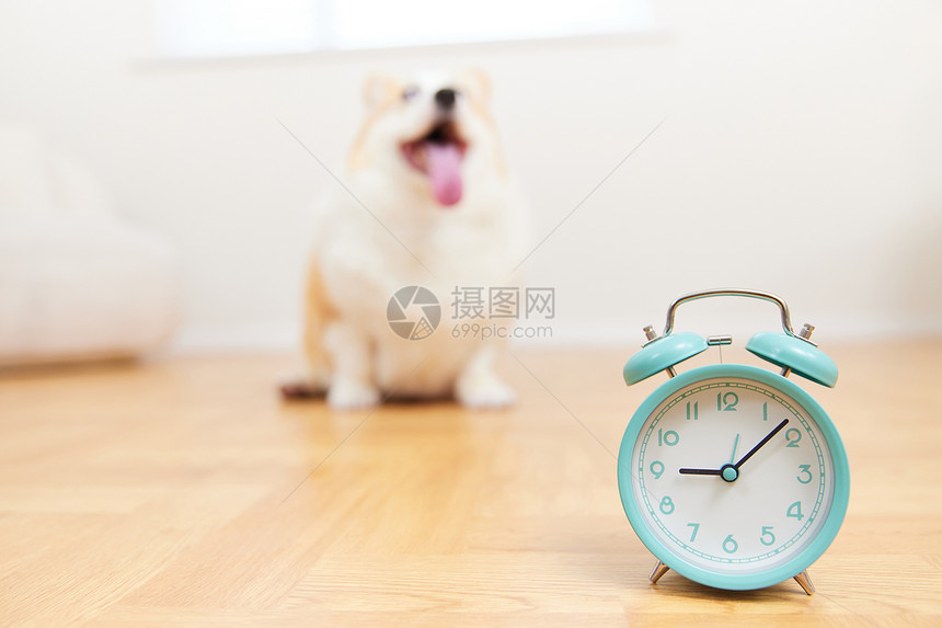 在闹钟旁等待的宠物犬图片
