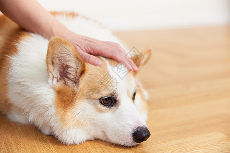 宠物互动主人安抚不开心的宠物犬背景