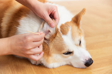 使用棉签清理宠物狗的耳朵高清图片