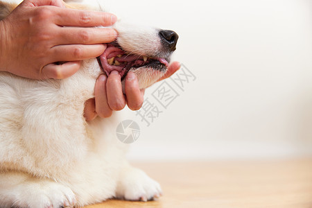 动物牙齿检查宠物犬的牙齿背景