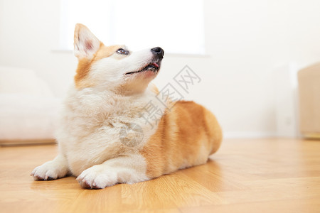 可爱的宠物柯基犬背景图片