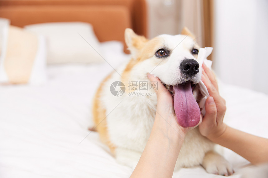 宠物犬和主人亲密互动图片