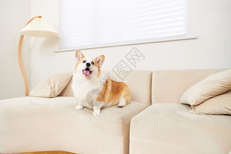 沙发上可爱的宠物柯基犬图片