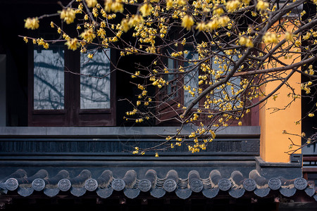 南京5A级景区灵谷寺古建筑与蜡梅背景图片