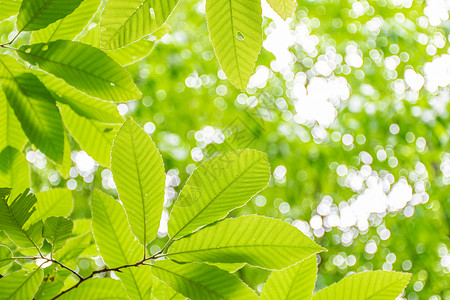 春天长出绿叶的板栗树背景图片