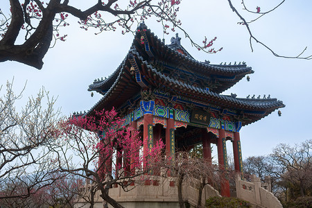 南京梅花山古建筑与红梅花背景图片