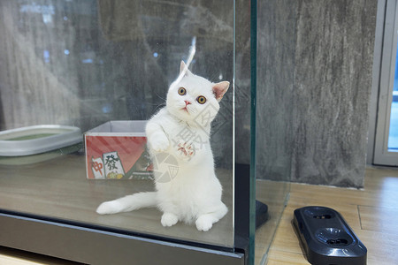 花箱与猫猫咖馆里的可爱小猫背景