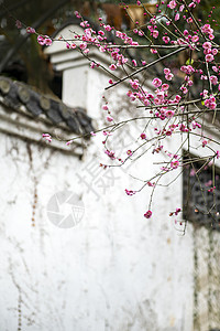 坚强梅花古建筑白墙前的梅花背景