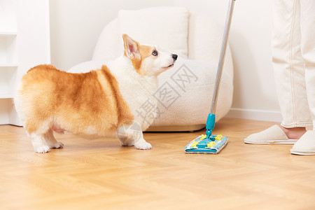 妨碍大扫除的宠物犬高清图片