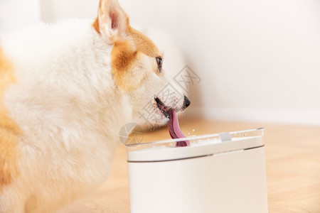 宠物喝水使用智能饮水机的柯基犬背景