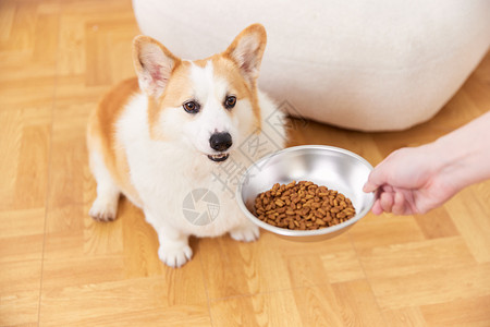 狗狗和人人给宠物狗喂食动作背景