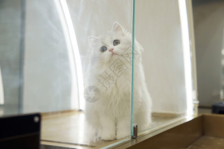 猫咖馆里的长毛品种猫背景图片