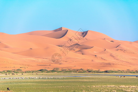 沙漠植物生态环境生存高清图片素材