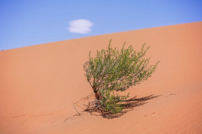 沙漠植物生态环境图片