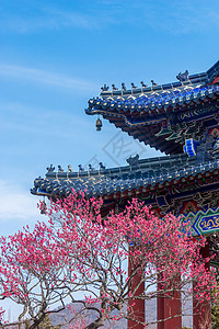 梅花花枝南京明孝陵梅花山古建筑与梅花背景