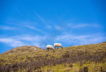 蓝天背景下草原上的羊群牧场高清图片素材