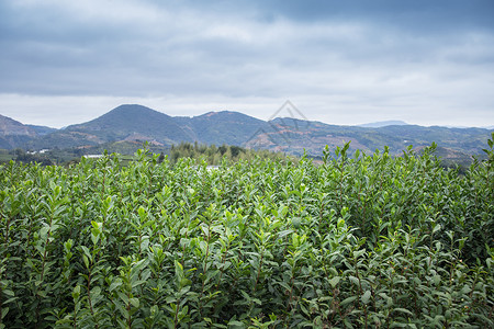 温州高楼茶园茶叶山里高清图片素材