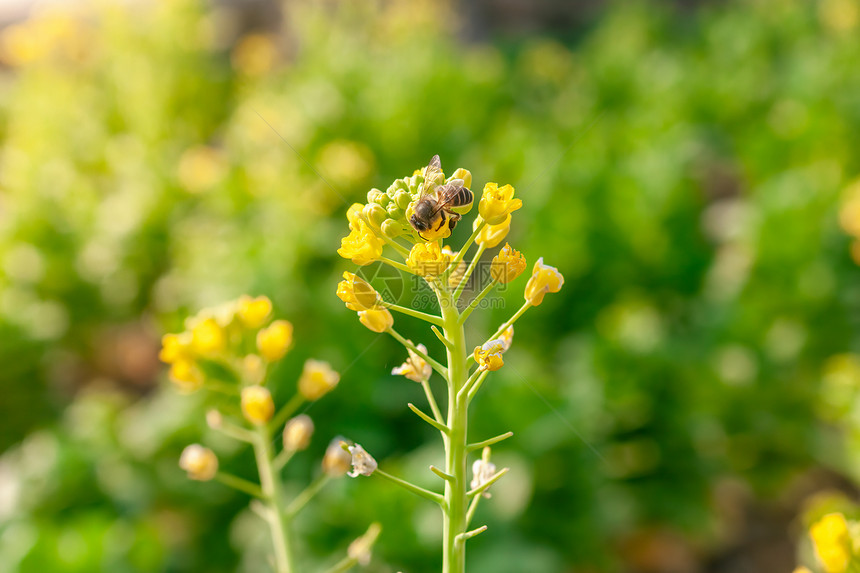 春天油菜花与采花蜜的小蜜蜂图片