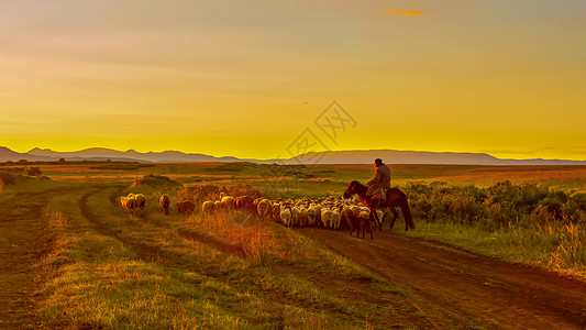 晨光下的牧羊人草原高清图片素材