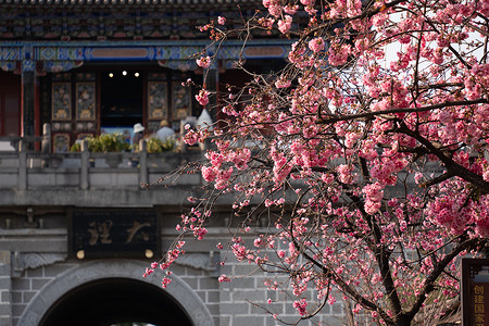 春天盛开的桃花背景图片