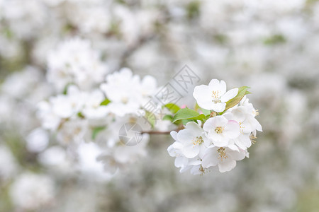 春天浪漫唯美的白色梨花背景图片