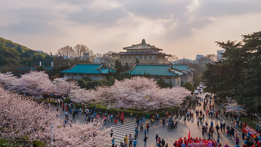 武汉大学旅游春天樱花季春天风景高清图片素材