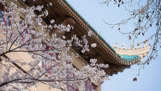 武汉大学旅游春天樱花季校园高清图片素材