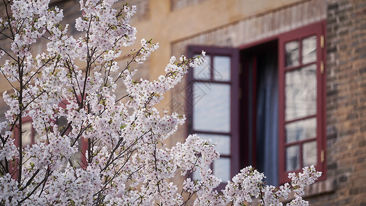 武汉大学旅游春天樱花季花期高清图片素材