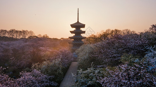 武汉东湖春天樱园五重塔樱花季花期高清图片素材