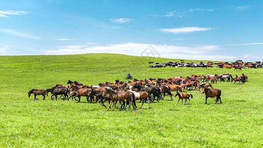 草原上奔驰的马群图片