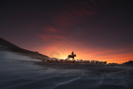 新疆伊犁夕阳下的牧羊人高清图片