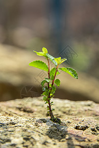 石头缝里的树苗背景图片