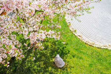 节日节气放假春日草坪上盛开的樱花背景